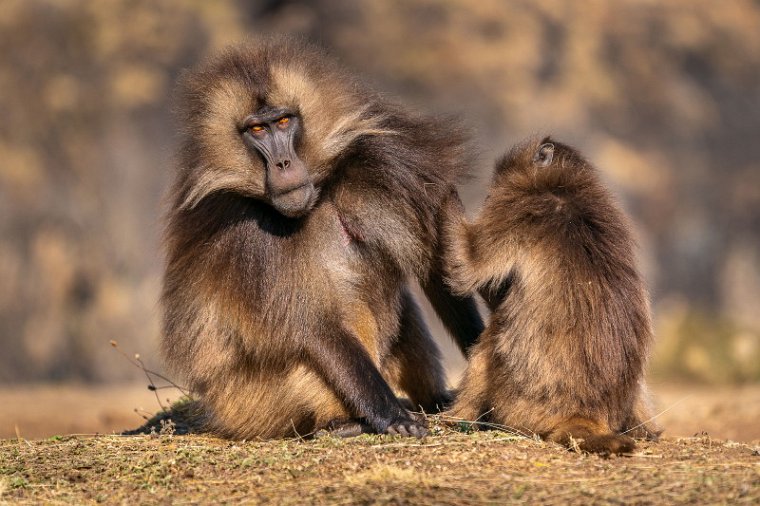 149 Simien Mountains, gelada.jpg